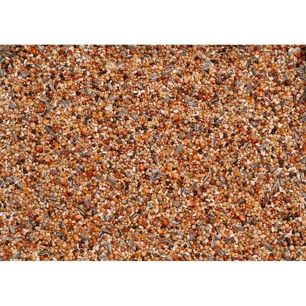 Beyers Olympia 49 Kweek & Jonge Duif Met Kleine Mais 2 Beyers Olympia 49 Kweek & Jonge Duif Met Kleine Mais - Afbeelding 2