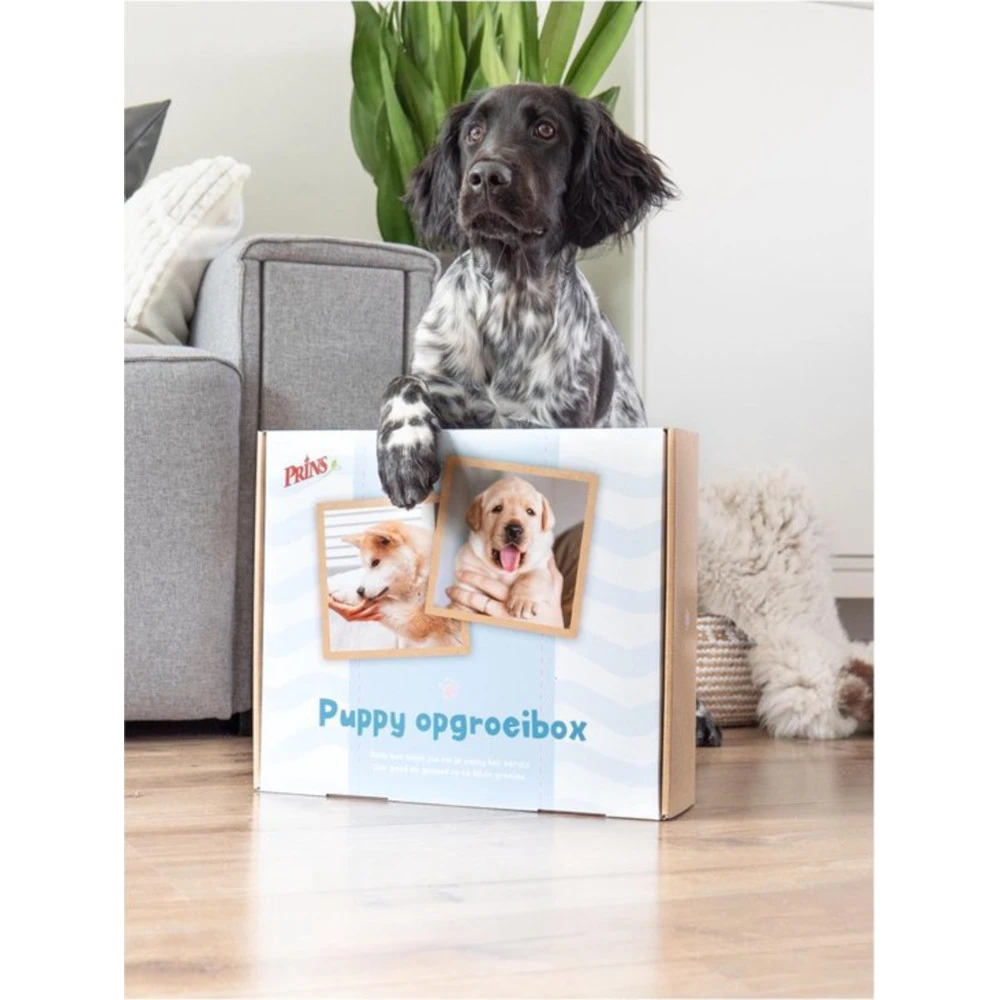 Prins Opgroeibox Protection Croque Puppy 4 Prins Opgroeibox Protection Croque Puppy - Afbeelding 4