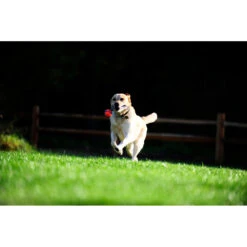 Chuckit! Chuckit Ultra Tug Large -Plein Winkel 1033119 4