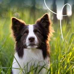 12x Yarrah Bio Hondenvoer Paté Rund - Kip 7 12x Yarrah Bio Hondenvoer Paté Rund - Kip -Plein Winkel 704655 4