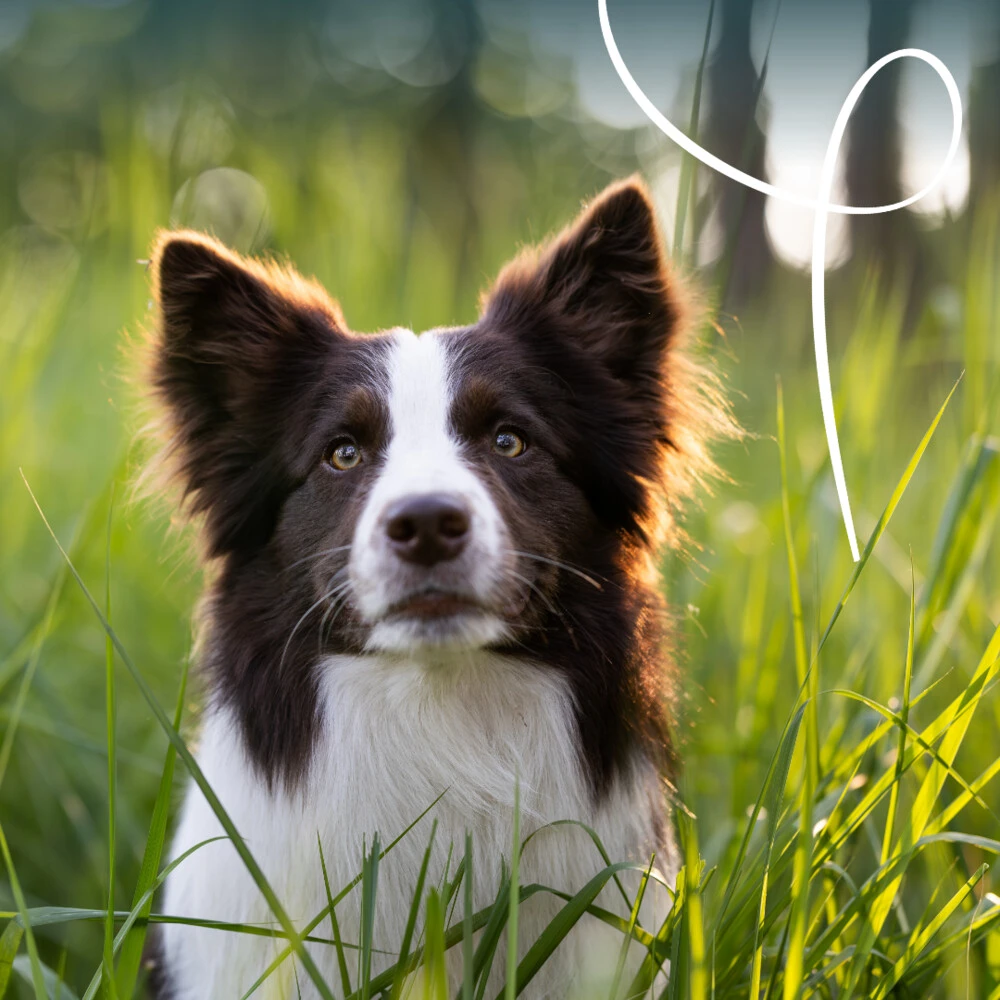 12x Yarrah Bio Hondenvoer Paté Rund - Kip 4 12x Yarrah Bio Hondenvoer Paté Rund - Kip - Afbeelding 4