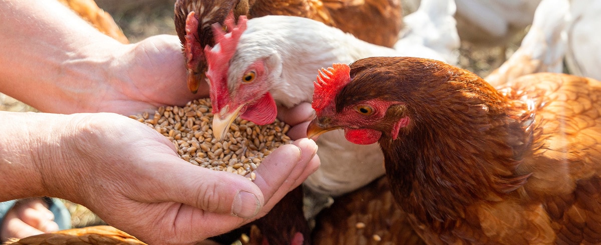 Plein Winkel -Plein Winkel Blog L1 mobile wat eten kipen 1200x490 07 02 2025