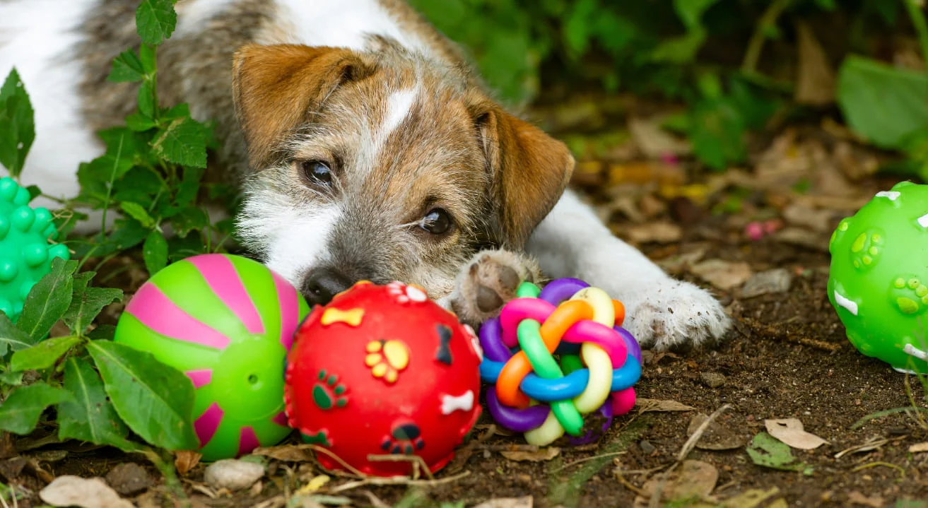 Plein Winkel -Plein Winkel beste hondenspeelgoed 1